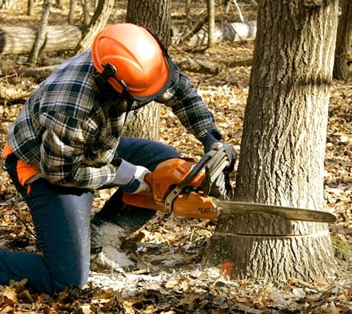 Tree Removal in Colwell, IA
